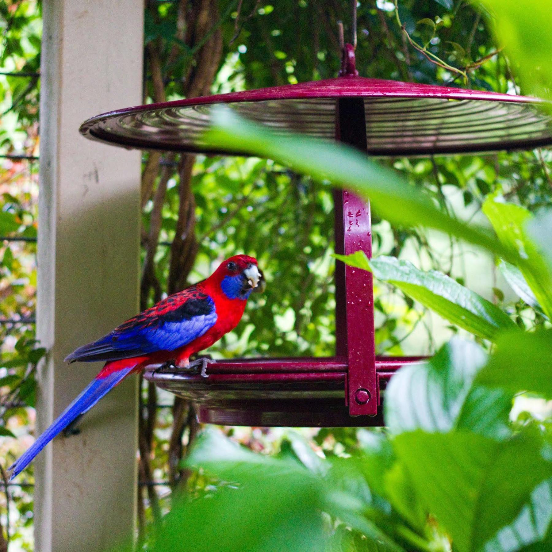 Mt Glorious Getaways Vila Mount Glorious Exterior foto